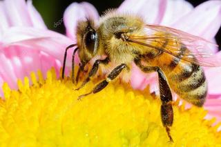 honeyj.jpg